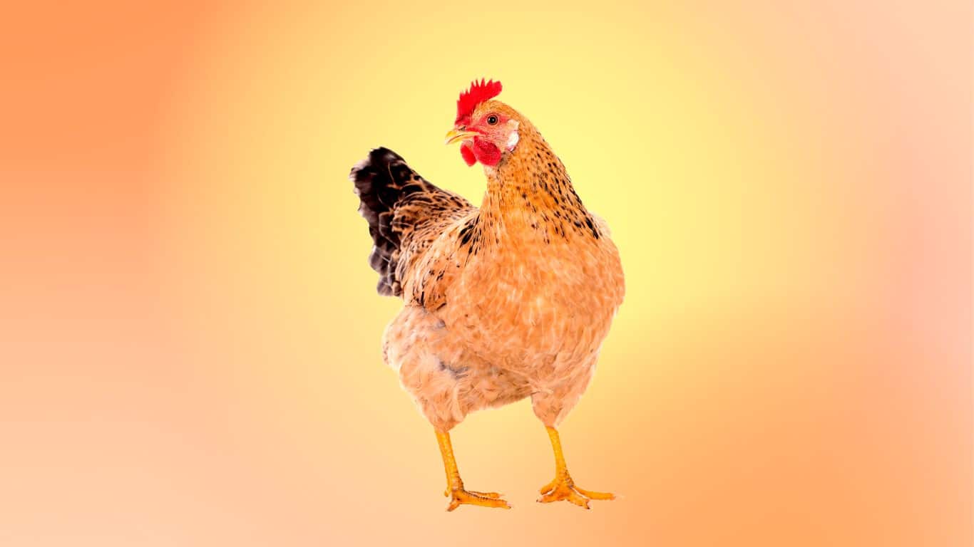 Chicken Puns