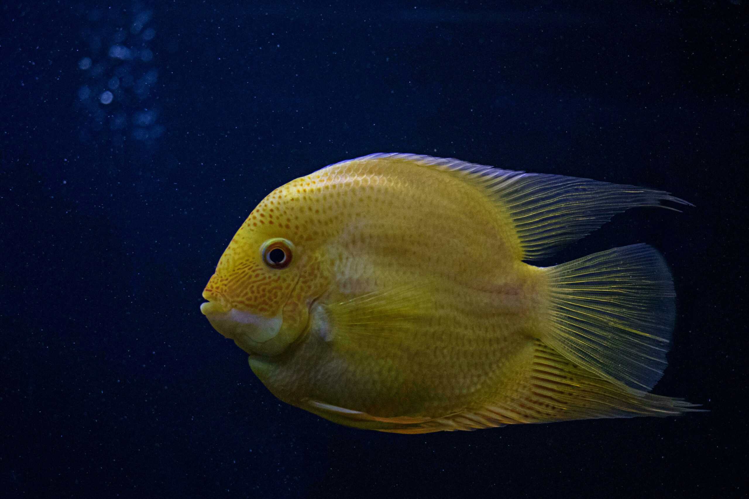 Fish Names