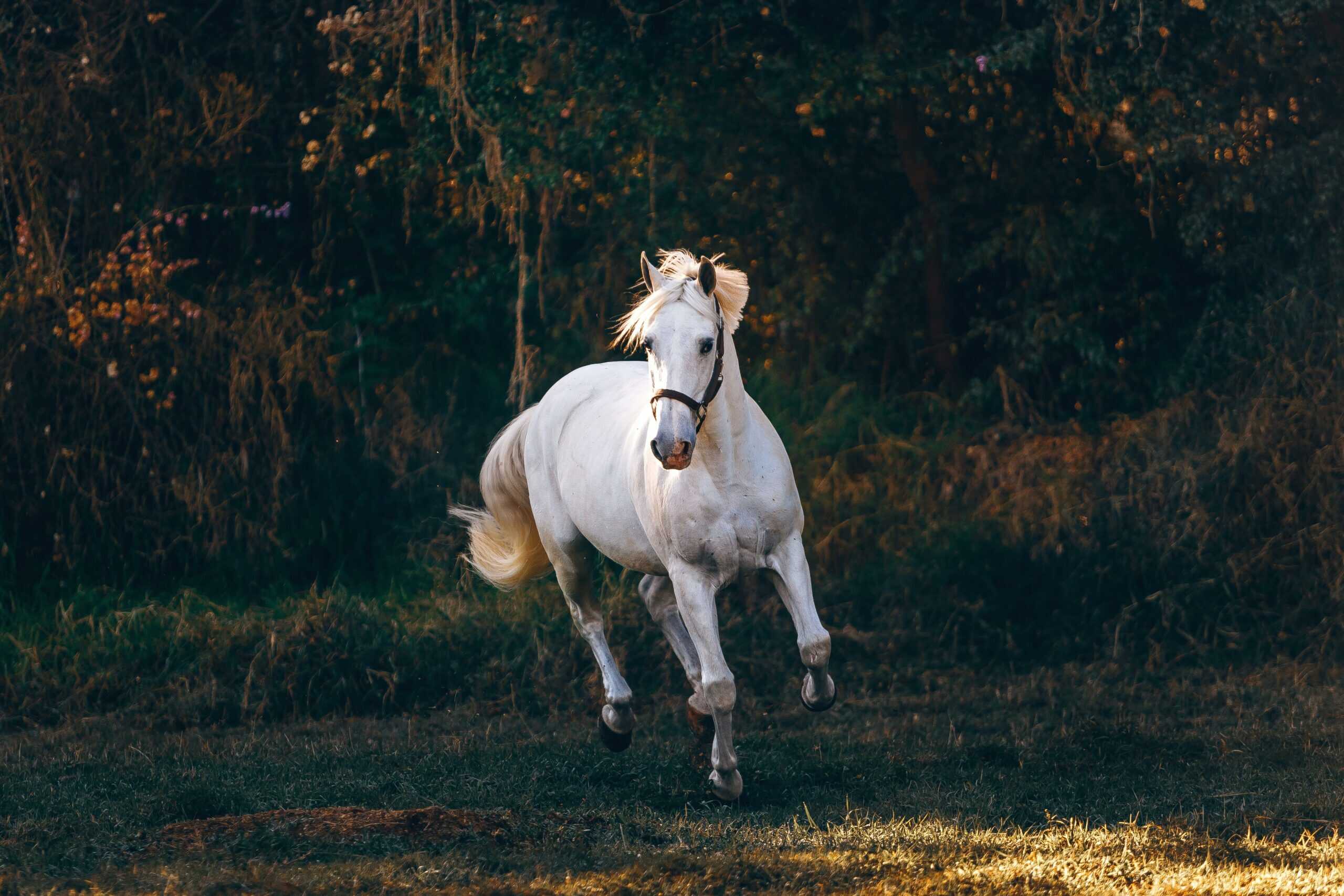 Horse Names