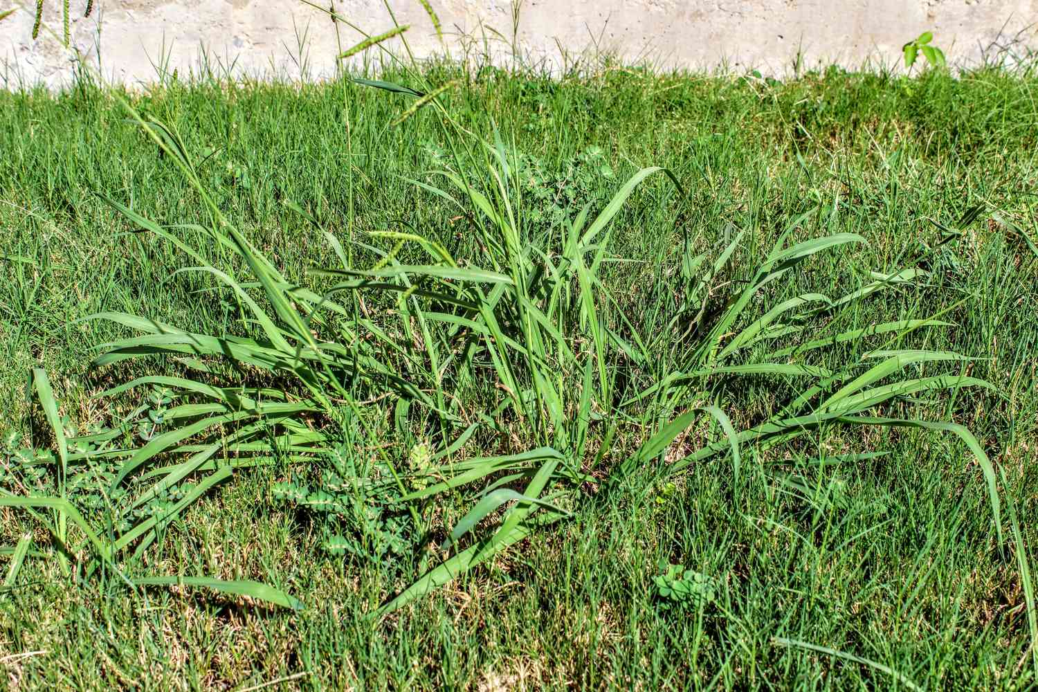 How To Get Rid Of Crab Grass