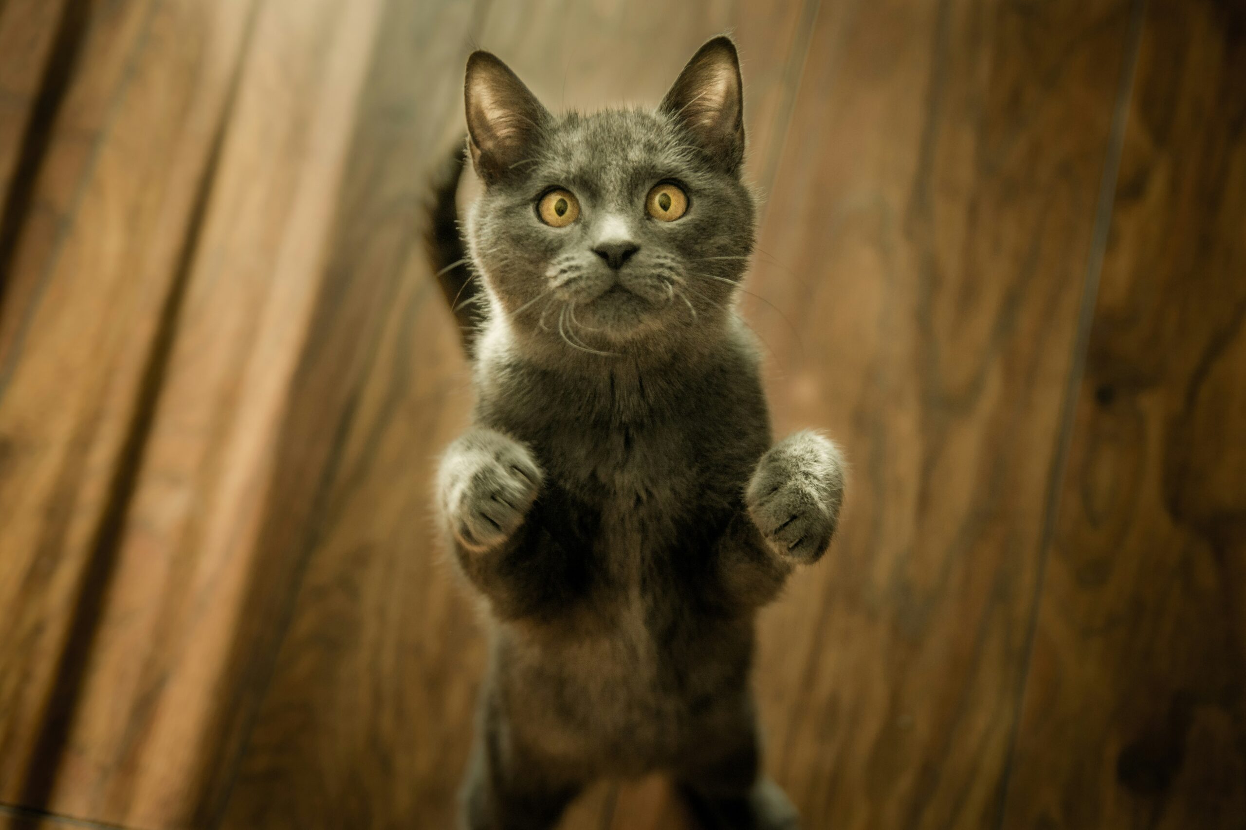 How To Keep Cats From Pooping In Your Yard