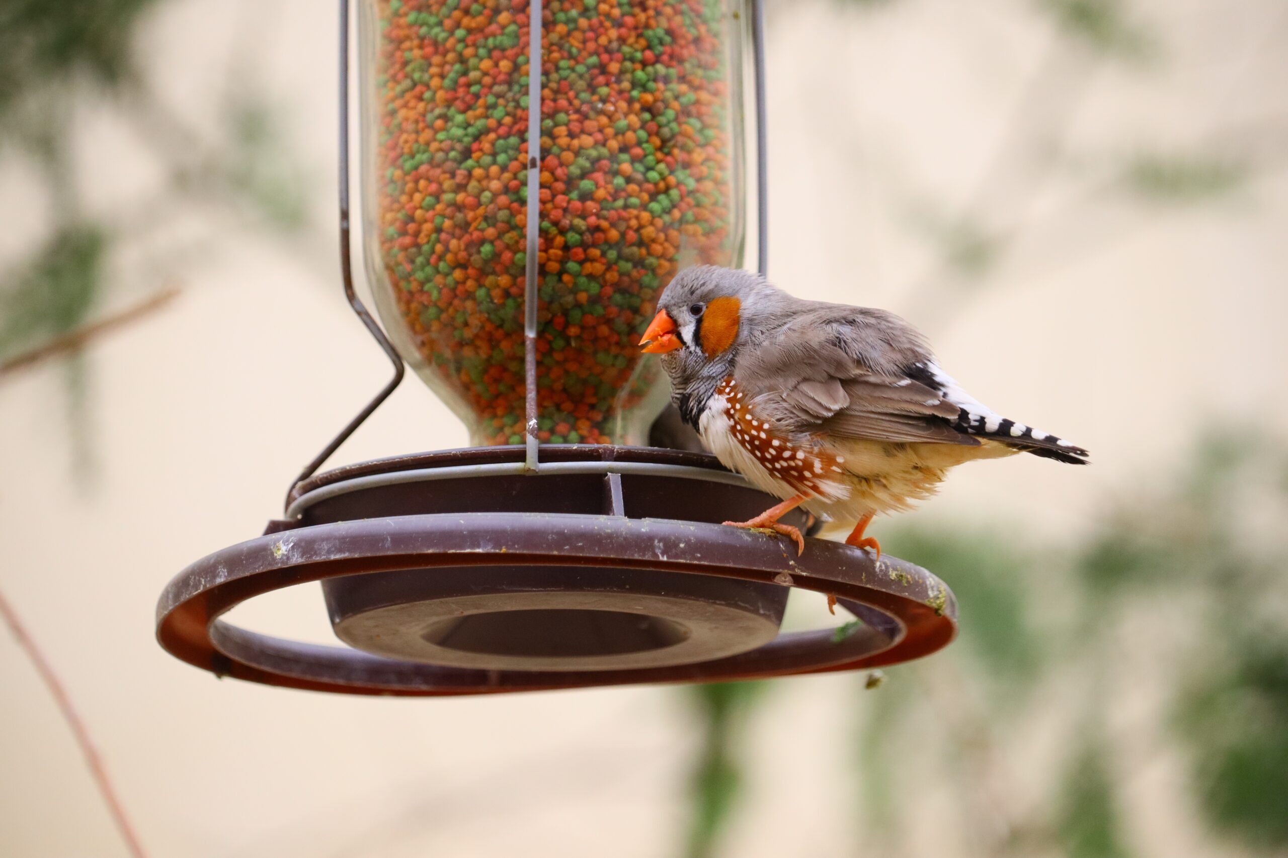 When To Put Hummingbird Feeders Out