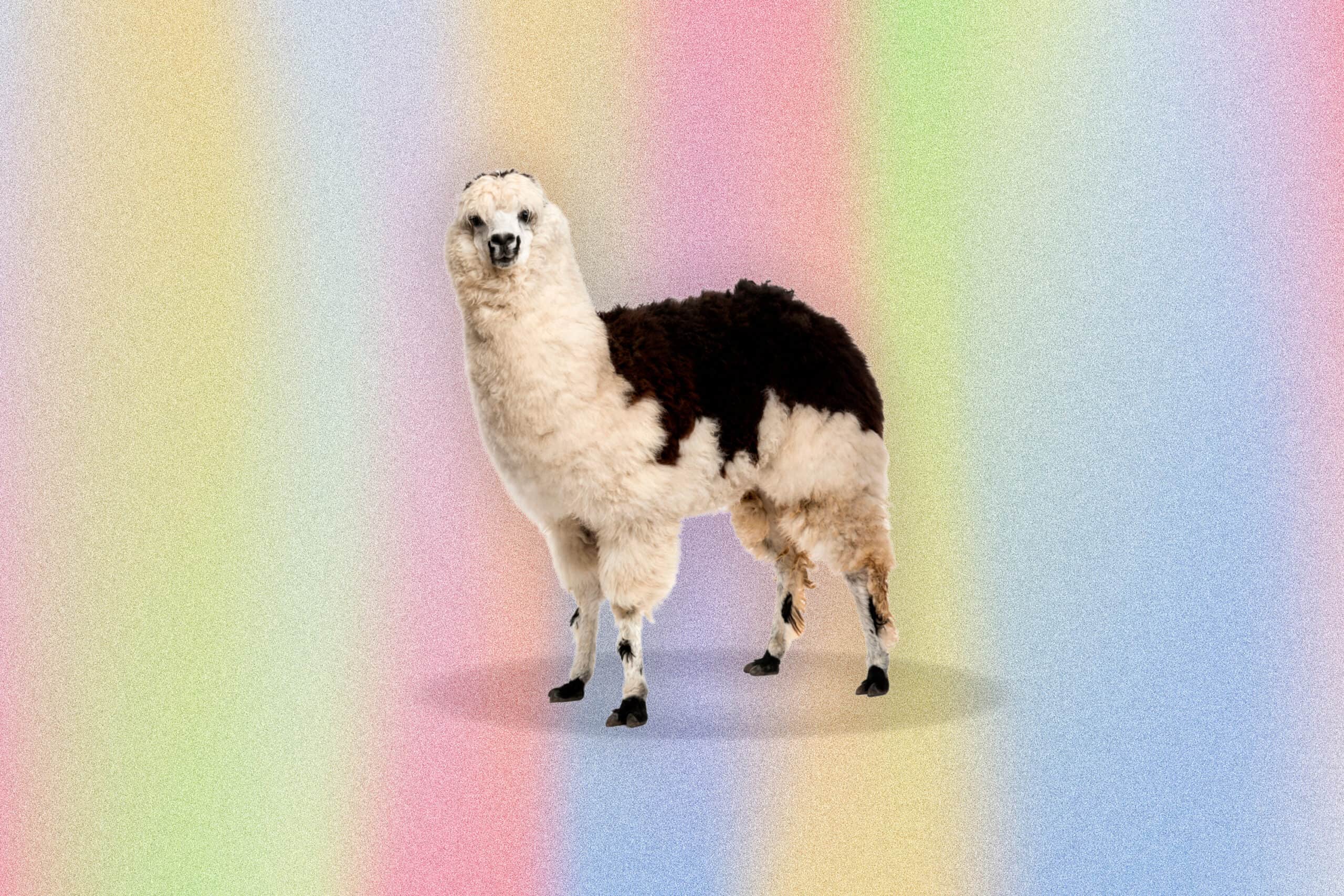 Llama Jokes