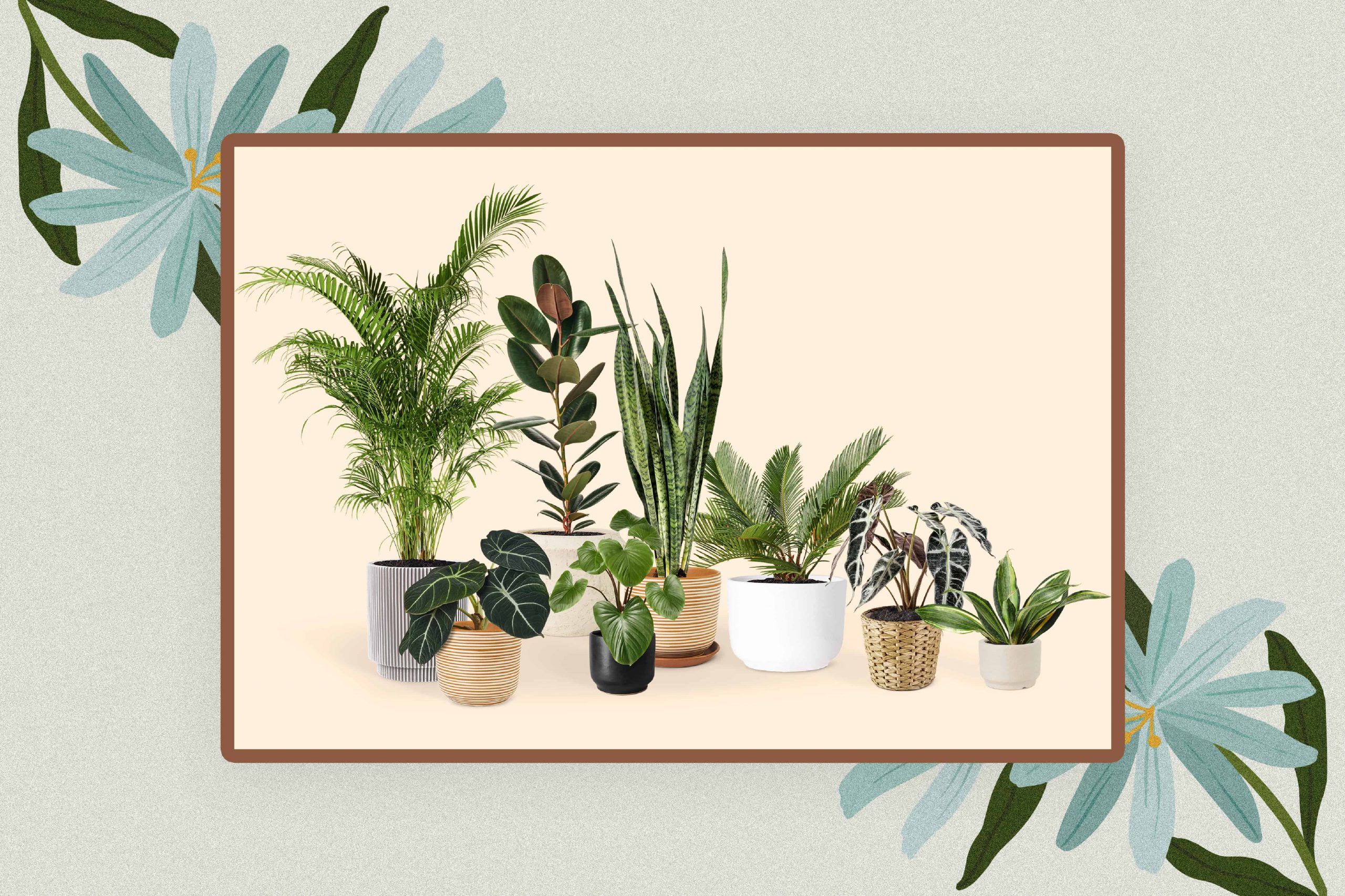 Plant Names