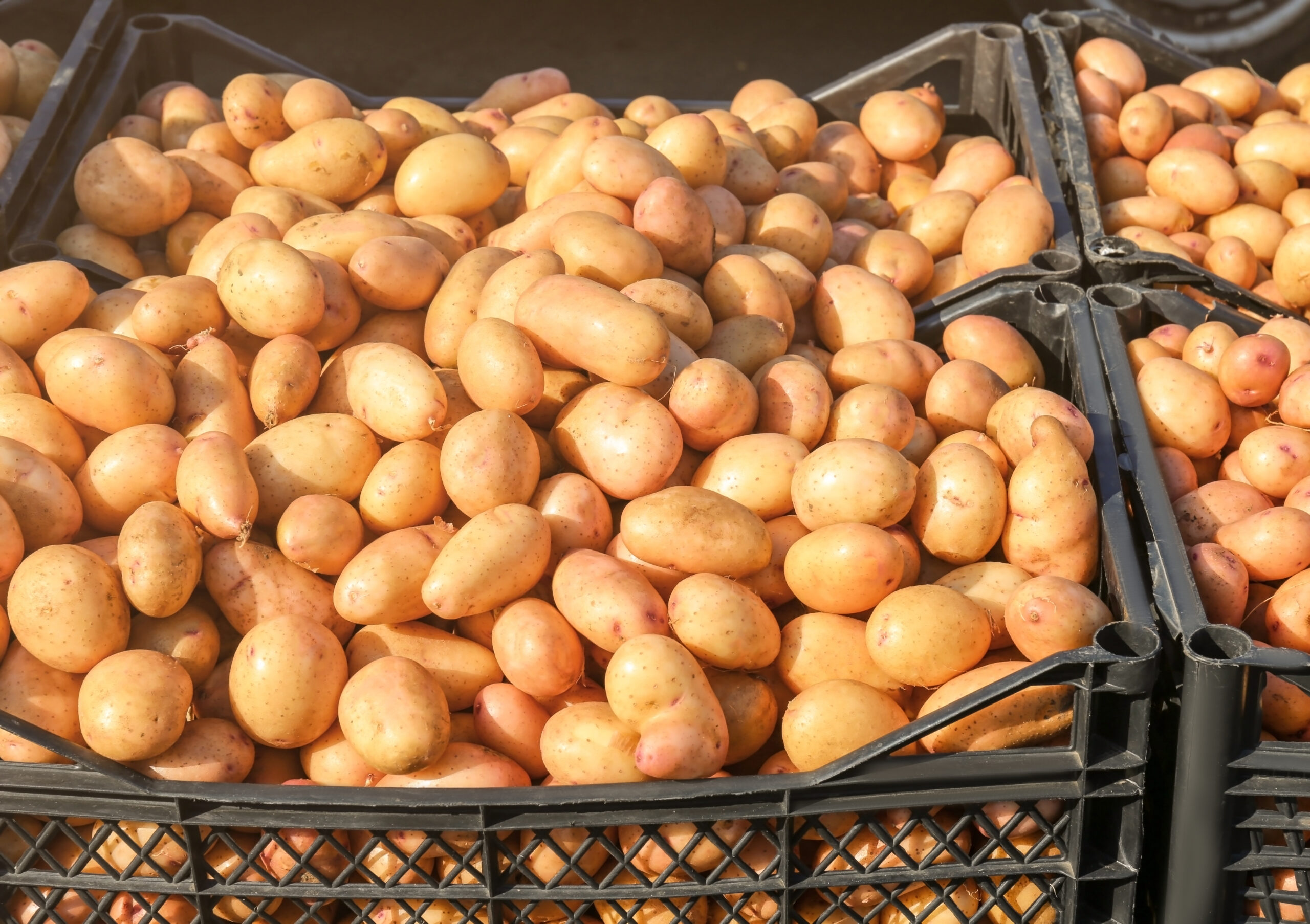 best way to store potatoes