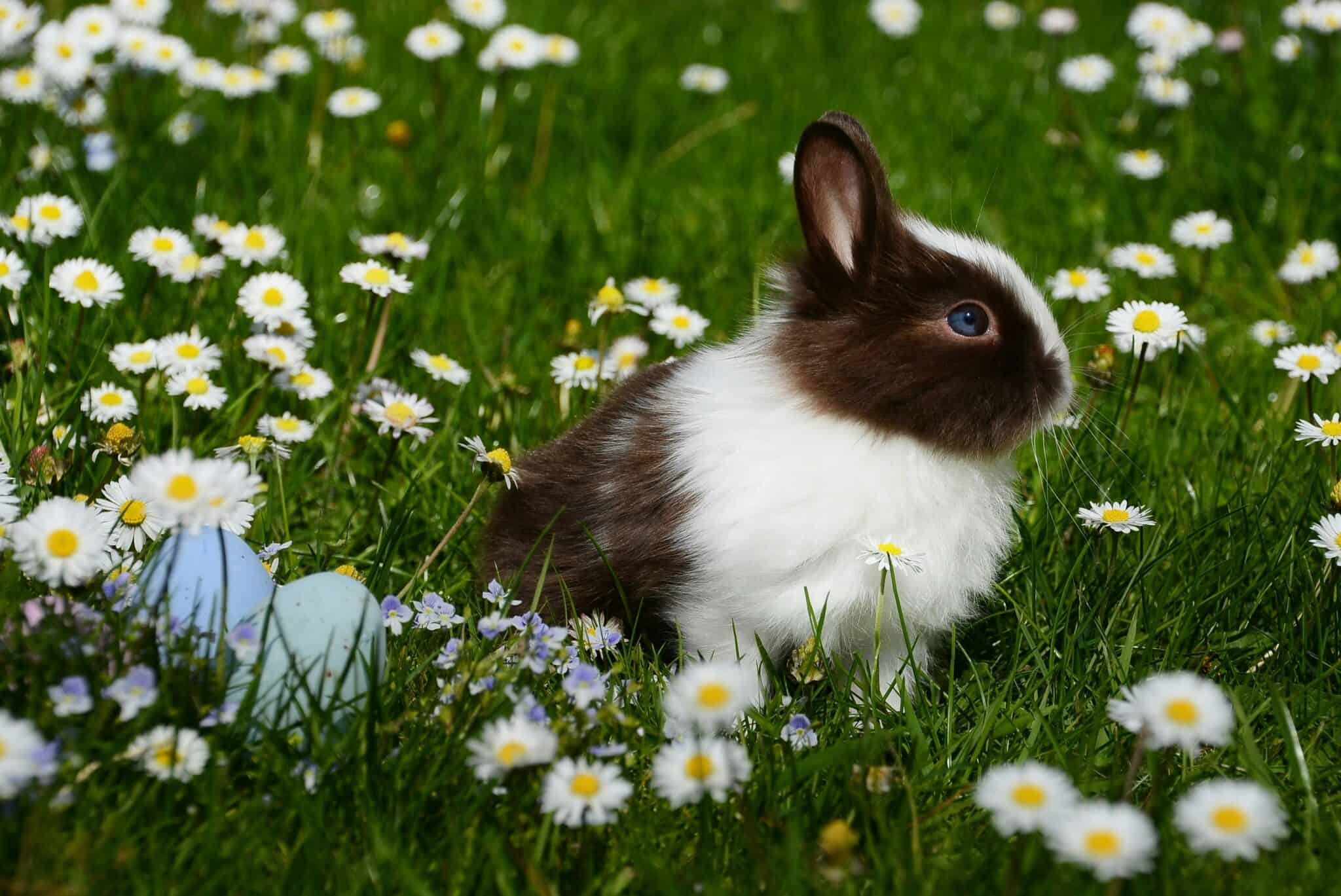60 Bunny Puns For Easter Captions And Everyday Fun 60-bunny-puns-for-easter-captions-and-everyday-fun