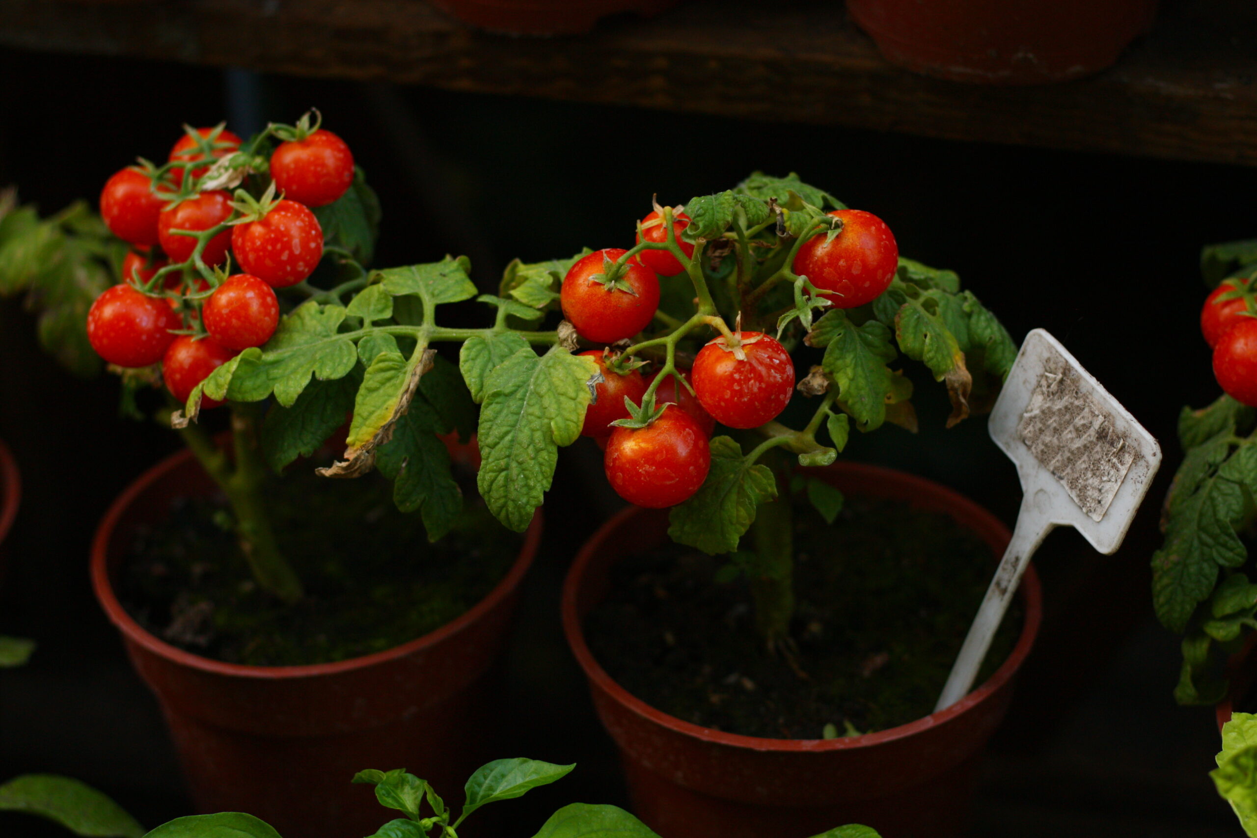 companion planting tomatoes