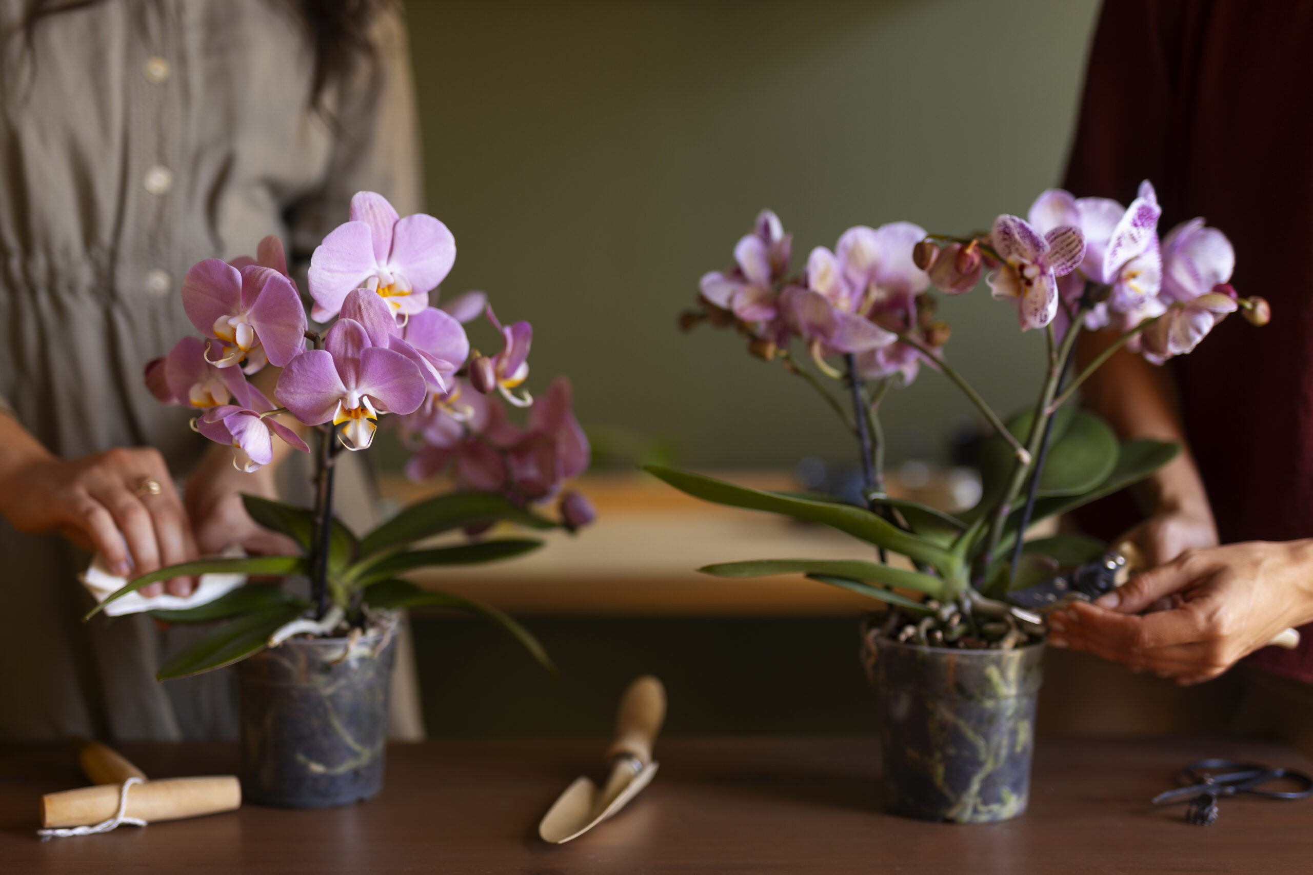 how to care for orchids indoor