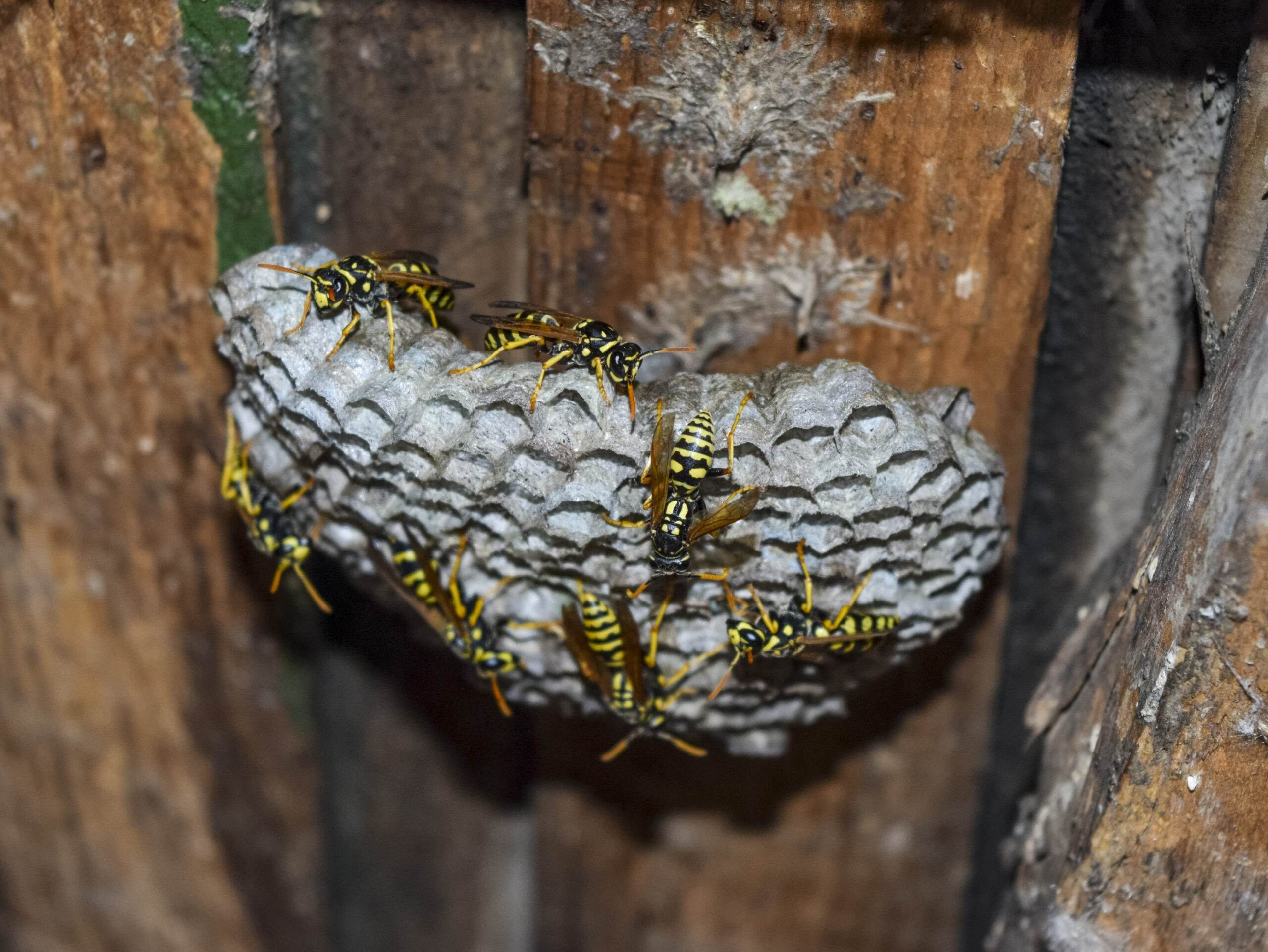 how to get rid of hornets nest