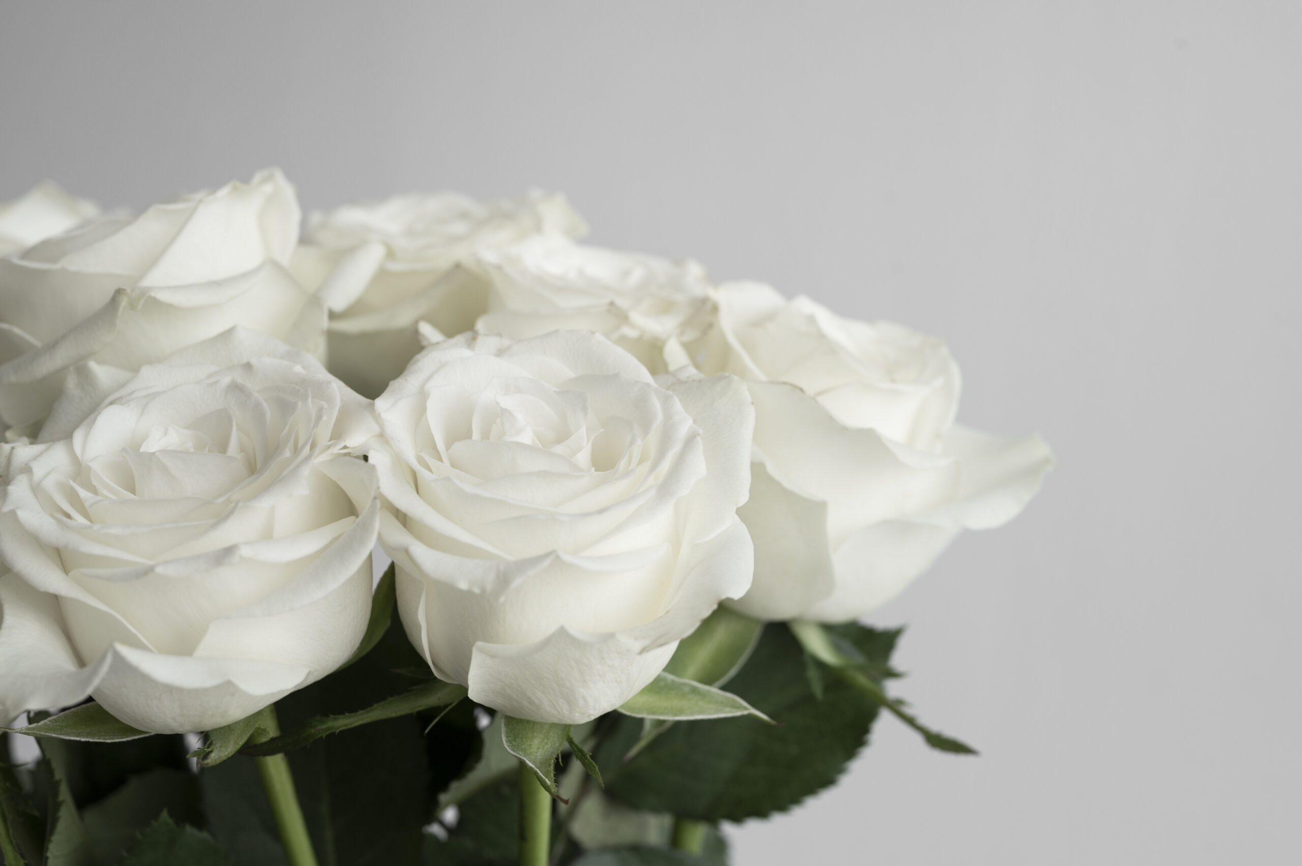 meaning of white roses