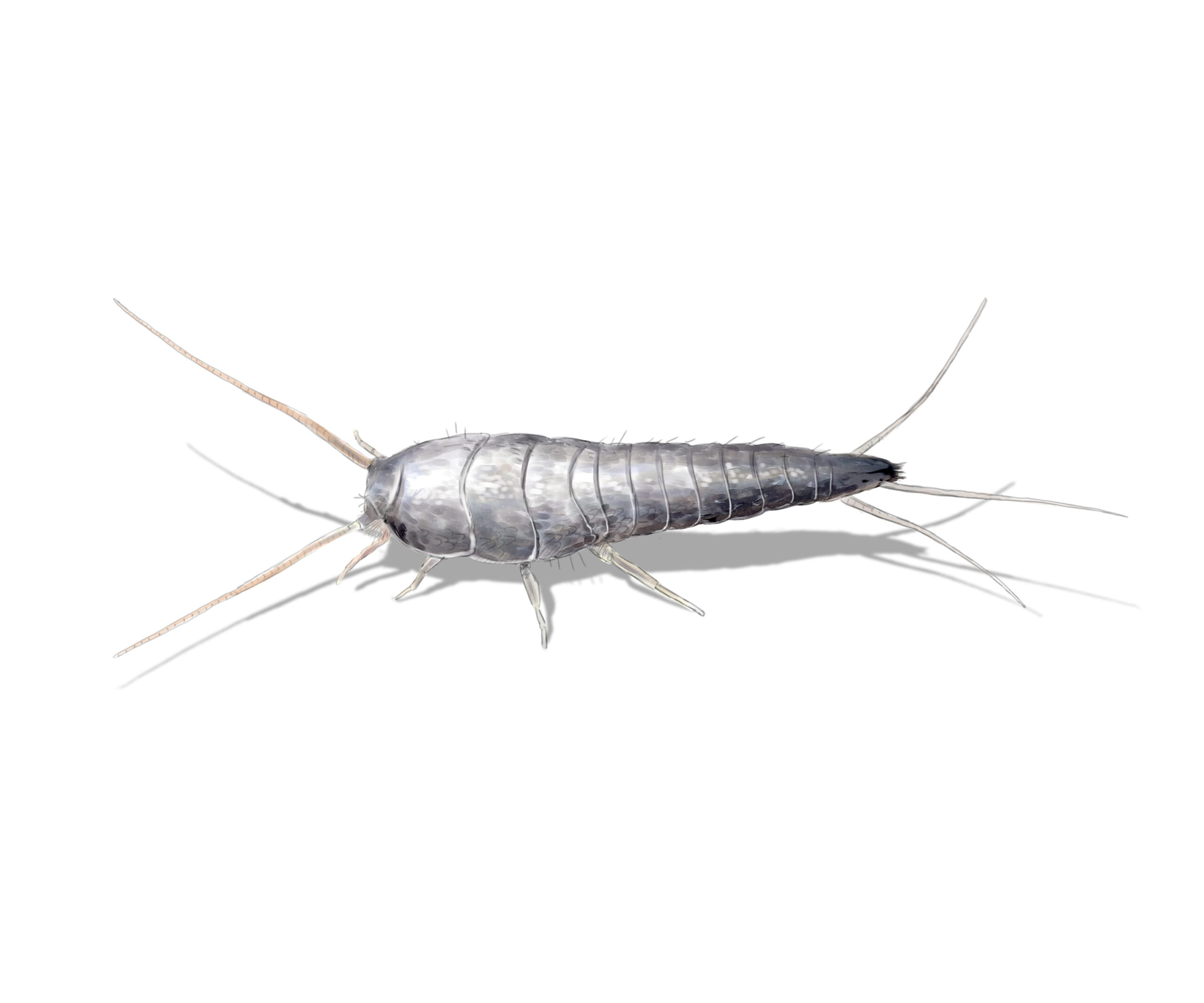 silverfish in house